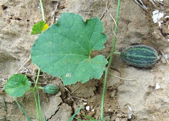  Leaves and Fruits